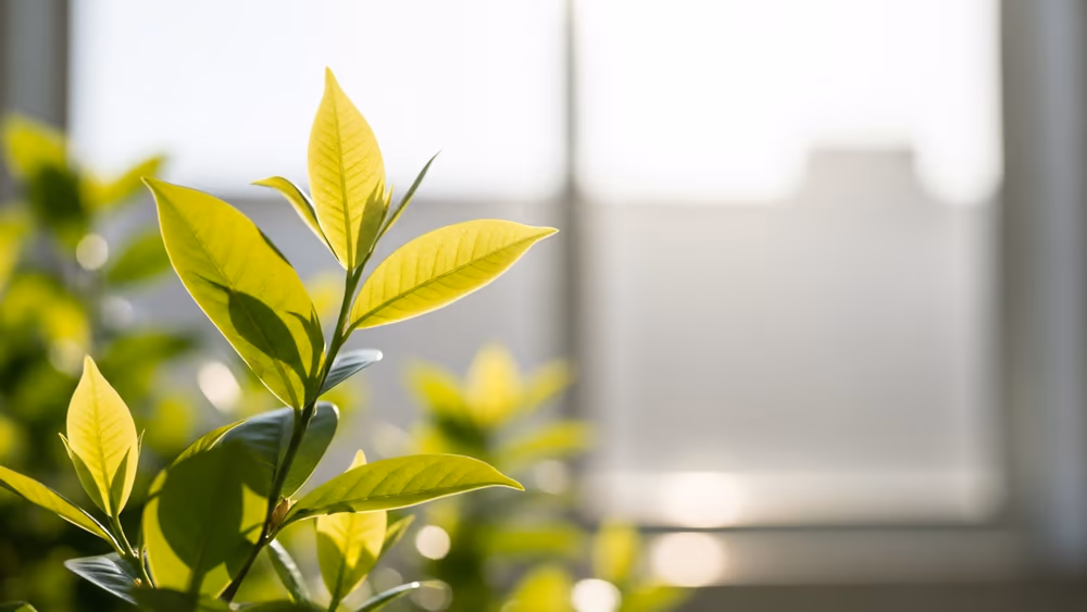 MBLLF secure damages of €15 million for teenager with neurodevelopmental delay as a result of exposure to Epilim in utero